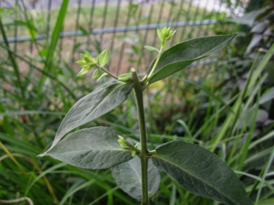 Marjellchen Nachblüte (2).JPG