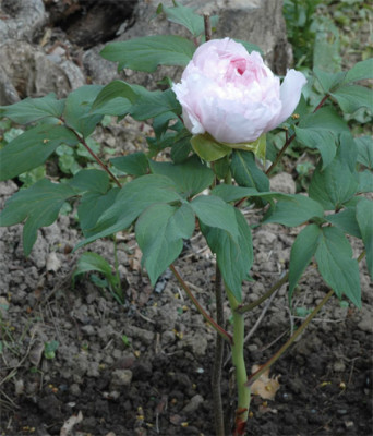 Paeonia_suffruticosa_Goshozakura.jpg