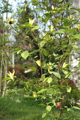 Magnolia-Daphne-01.jpg