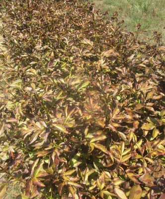 lactifloras2.jpg