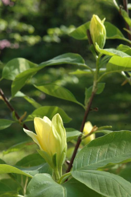 Magnolia-Daphne-02.jpg