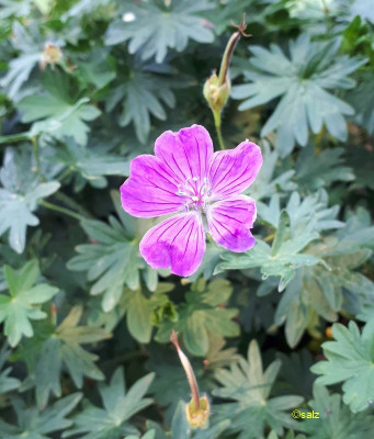 Geranium 2018.jpg