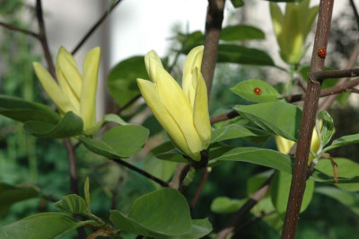 Magnolia-Daphne-03.jpg