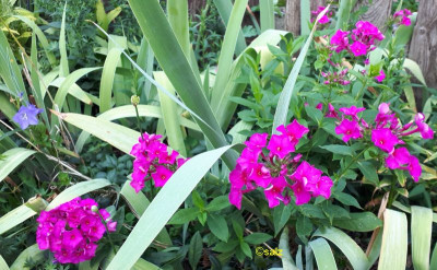 Randphlox 2018.jpg