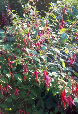 Fuchsia 2018.jpg