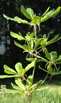 Magnolia_officinalis.jpg