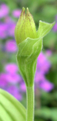 2007-04-25_002.JPG