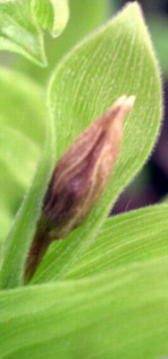 2007-04-25_001.JPG