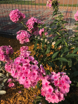 Blume.jpg
