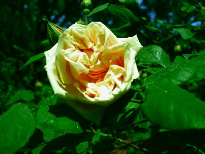 GdD25071.jpg