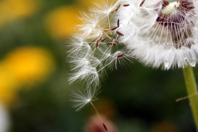 Pusteblume-1d.jpg
