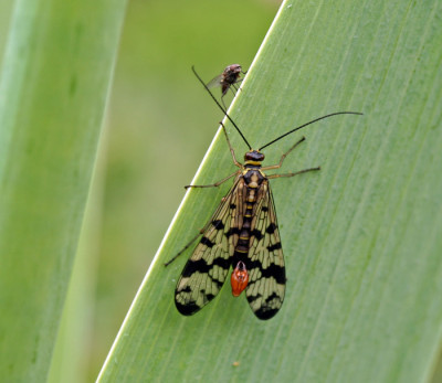 Fliegendes-Duett.jpg