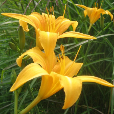 H. fulva var. littorea_7284.jpg