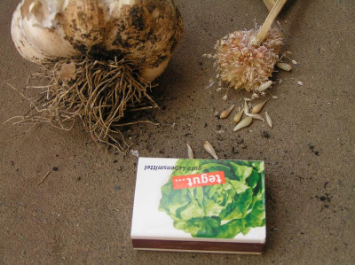 Knoblauch 2018 002.JPG