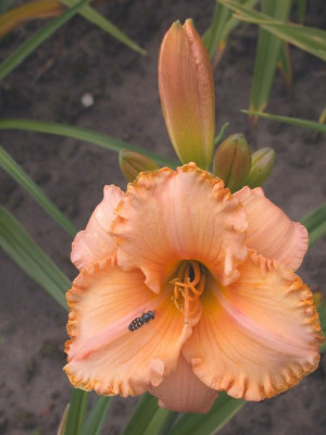 GT03-KRaa11_Strawberry_Candy_X_Larry_Grace003.jpg