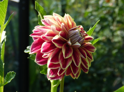 2018-08-02 Dahlie 'Maxime'.jpg