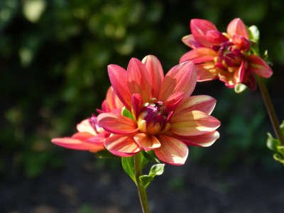 2018-08-02 Dahlie 'Jescot Julie'.jpg