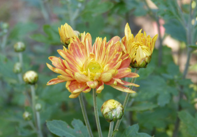 2018-08-02 Chrysanthemum 'Rotfuchs'.jpg