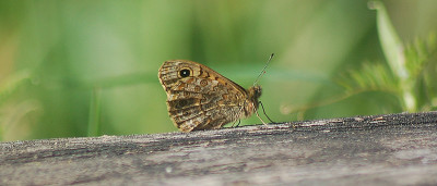 Braunauge-250407.jpg