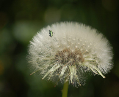 Pusteblume-unterwegs.jpg