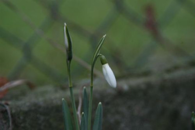 DSC_0035_Schneegloeckchen_500.jpg