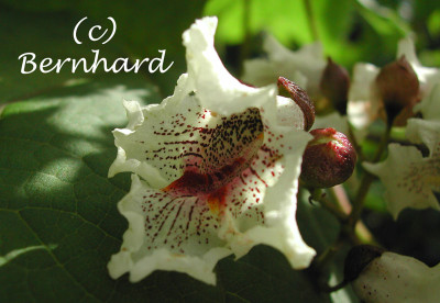 catalpa_bignonioides_bluete.jpg