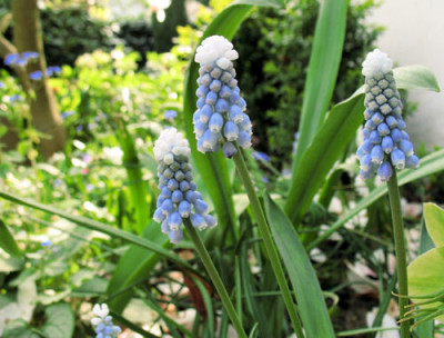 IMG_4701_SkyBlue.jpg