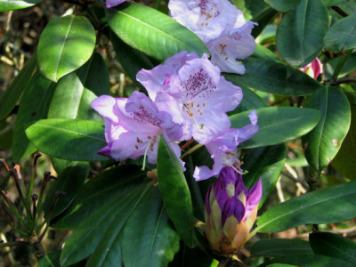 Rhodo_Susan_25-4-07.jpg