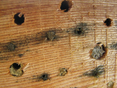 Fruhjahr_2007_026_1.jpg