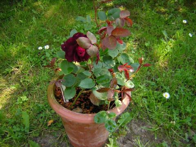 Nigrette_Stecklinge.JPG