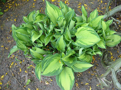 hosta1a_IMG.jpg