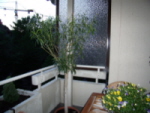 aSA550523.JPG
