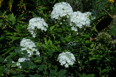 DSCF6685_3346.JPG