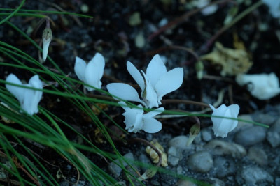DSCF6694_3350.JPG