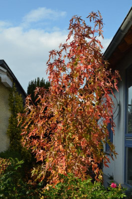 Liquidambar_styraciflua-Stared.16-1.jpg