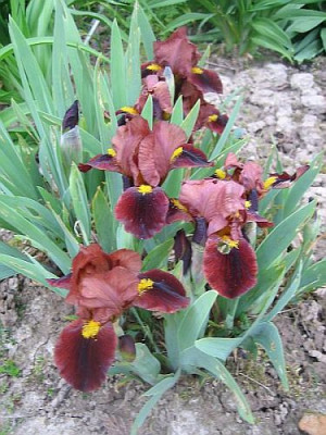 Iris_barbata_nana_Little_Buccaneer_4471_r13.jpg