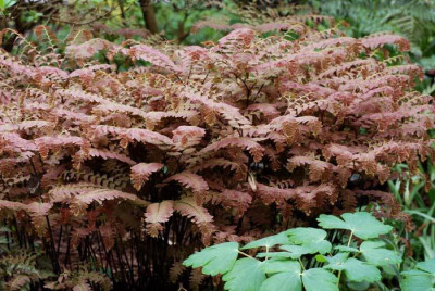 Adiantum-aleuticum-2504.jpg