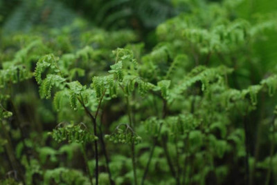 Adiantum-pedatum-2504.jpg