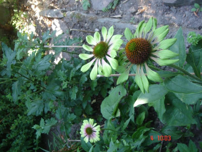 DSC05387.JPG