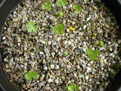 Groenanderung_DSC02431.JPG