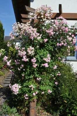 Rose-MozartsLady.18-3.jpg