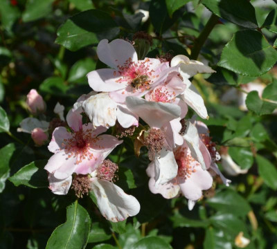 Rose-SweetPretty.18-5.jpg