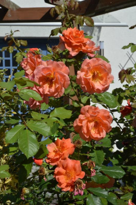 Rose-Westerland.18-5.jpg