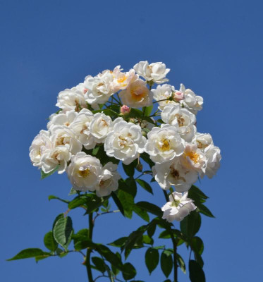 Rose-Trier.18-1.jpg