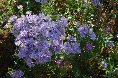 Aster_amellus-Silbersee.18-3.jpg
