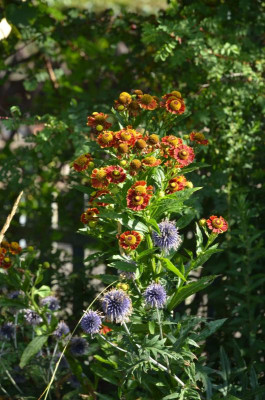 Helenium-Goldkante.18-2.jpg