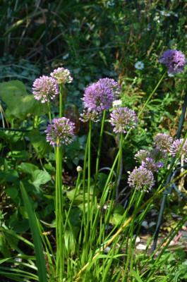 Allium_senescens-Millenium.18-1.jpg