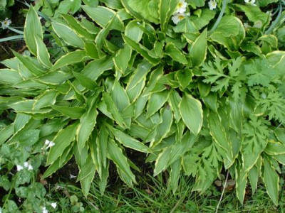 Groenanderung_DSC02453a.JPG