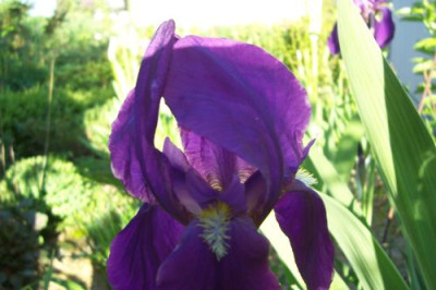000_1589_violettlila_Media_im_Schatten.jpg
