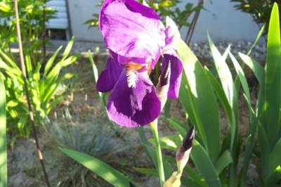 000_1590_alte_Media_violettlila.jpg